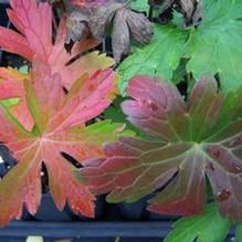 Wood Geranium Wood Geranium