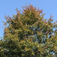 Nuttall Oak Nuttall Oak