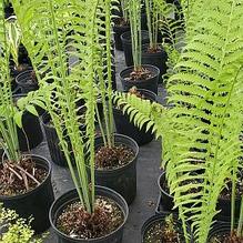 Ostrich Fern Ostrich Fern
