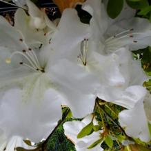 Azalea Azalea