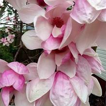 Saucer Magnolia Saucer Magnolia