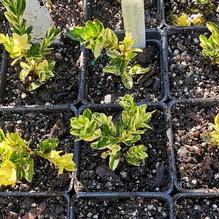 English Boxwood English Boxwood