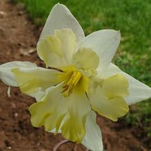 Split Cup Narcissus Split Cup Narcissus