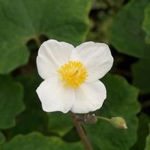 Snow Poppy Snow Poppy