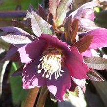 Lenten Rose Lenten Rose