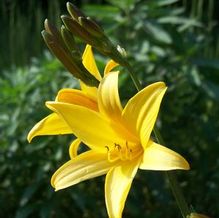 Daylily Daylily
