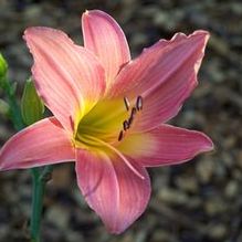Daylily Daylily