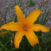 Daylily Daylily
