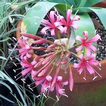 Karoo Lily Karoo Lily