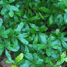 Northern Bayberry Northern Bayberry