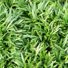 Mondo Grass Mondo Grass