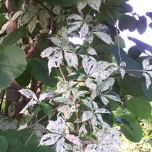 Virginia Creeper Virginia Creeper