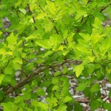 Ninebark Ninebark