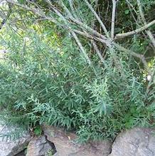 Weeping Purple Osier Weeping Purple Osier