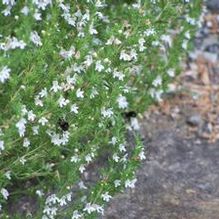 Winter Savory Winter Savory