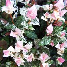 Tricolor Star Jasmine Tricolor Star Jasmine