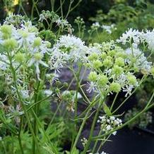 Tassel Rue Tassel Rue
