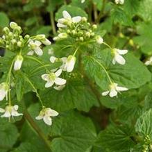 Japanese Horseradish Japanese Horseradish