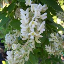American Wisteria American Wisteria