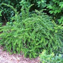 Paleleaf Barberry Paleleaf Barberry