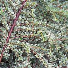 Cotoneaster horizontalis 'Variegatus'