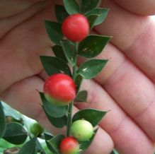 Ruscus aculeatus 'Wheeler's Variety'