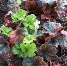 Tellima grandiflora 'Forest Frost'