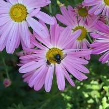 Chrysanthemum 'Venus'