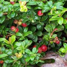 Vaccinium vitis-idaea f. minus