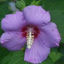 Hibiscus paramutabilis x syriacus 'Tosca'