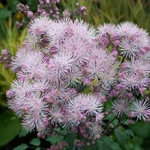 Thalictrum 'North Hill'