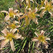 Hemerocallis 'Pale Ale'