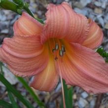 Hemerocallis 'River Promenade'