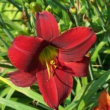 Hemerocallis 'Ruby Throat'