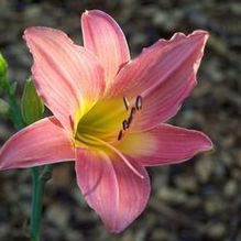 Hemerocallis 'September Rose Rosy'