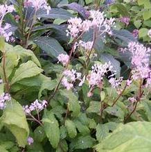 Cardiandra alternifolia