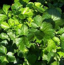 Barren Strawberry Barren Strawberry