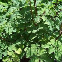 Burnet Burnet