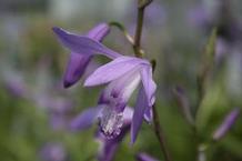 Bletilla striata 'Soryu'