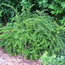 Berberis candidula