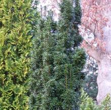 Columnar Irish Yew Columnar Irish Yew