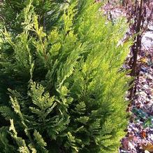 Chinese Arborvitae Chinese Arborvitae
