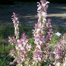 Clary Sage Clary Sage