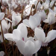 Cyclamen Cyclamen