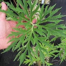 Cutleaf Leopard Plant Cutleaf Leopard Plant