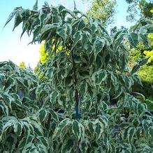 Chinese Dogwood Chinese Dogwood