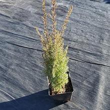 Common Juniper Common Juniper
