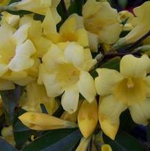 Carolina Jasmine Carolina Jasmine