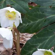 Christmas Rose Christmas Rose
