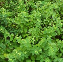 Caucasian Spurge Caucasian Spurge